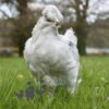 Ameraucana Chicken Lavender