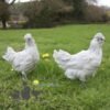 Ameraucana Chicken Lavender