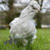 Ameraucana Chicken Lavender