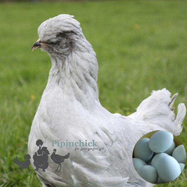 Ameraucana Chicken Lavender