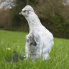 Ameraucana Chicken Lavender