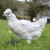 Ameraucana Chicken Lavender
