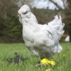 Ameraucana Chicken Lavender