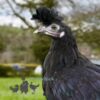 Appenzeller Chicken Black