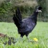Appenzeller Chicken Black