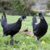 Appenzeller Chicken Black