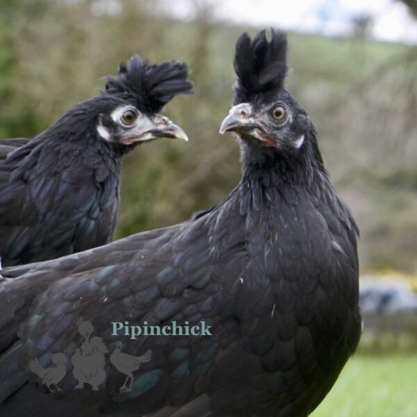 Appenzeller Chicken Black