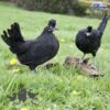Appenzeller Chicken Black
