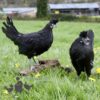 Appenzeller Chicken Black