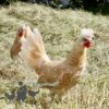 Appenzeller Chicken Chamois