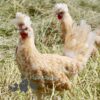 Appenzeller Chicken Chamois