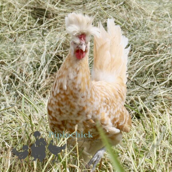 Appenzeller Chicken Chamois