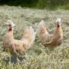 Appenzeller Chicken Chamois