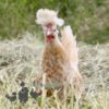 Appenzeller Chicken Chamois