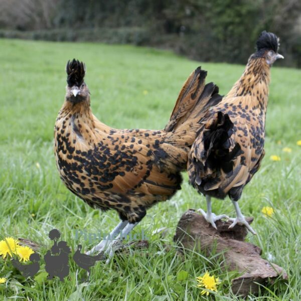 Appenzeller Chicken Gold Spangled