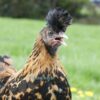 Appenzeller Chicken Gold Spangled