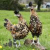 Appenzeller Chicken Gold Spangled