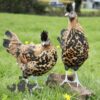 Appenzeller Chicken Gold Spangled