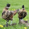 Appenzeller Chicken Gold Spangled