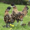 Appenzeller Chicken Gold Spangled