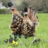 Appenzeller Chicken Gold Spangled
