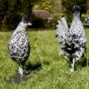 Appenzeller Chicken Silver Spangled