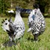 Appenzeller Chicken Silver Spangled
