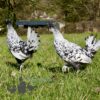 Appenzeller Chicken Silver Spangled
