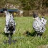 Appenzeller Chicken Silver Spangled
