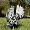 Appenzeller Chicken Silver Spangled