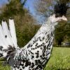 Appenzeller Chicken Silver Spangled