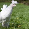 Appenzeller Chicken Splash