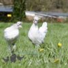 Appenzeller Chicken Splash