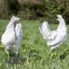 Appenzeller Chicken Splash