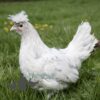 Appenzeller Chicken Splash