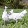 Appenzeller Chicken Splash