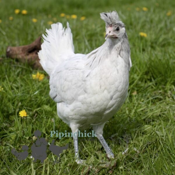 Appenzeller Chicken Splash