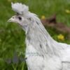 Appenzeller Chicken Splash