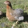 Rumpless Araucana Silver Duckwing