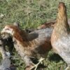 Rumpless Araucana Silver Duckwing