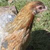 Rumpless Araucana Silver Duckwing