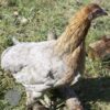 Rumpless Araucana Silver Duckwing