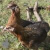 Rumpless Araucana Golden Duckwing