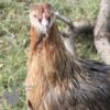Rumpless Araucana Golden Duckwing