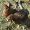 Rumpless Araucana Golden Duckwing