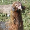 Rumpless Araucana Golden Duckwing