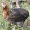 Rumpless Araucana Golden Duckwing