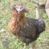 Rumpless Araucana Golden Duckwing