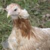 Rumpless Araucana Chicken Salmon