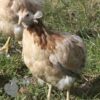 Rumpless Araucana Chicken Salmon